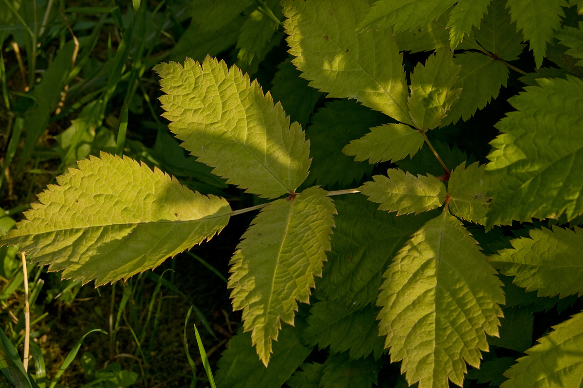 Изображение особи род Astilbe.