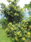 Persea americana. Цветущее дерево. Австралия, г. Брисбен, в культуре. 13.08.2016.