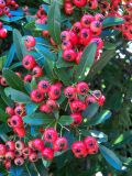 Pyracantha coccinea