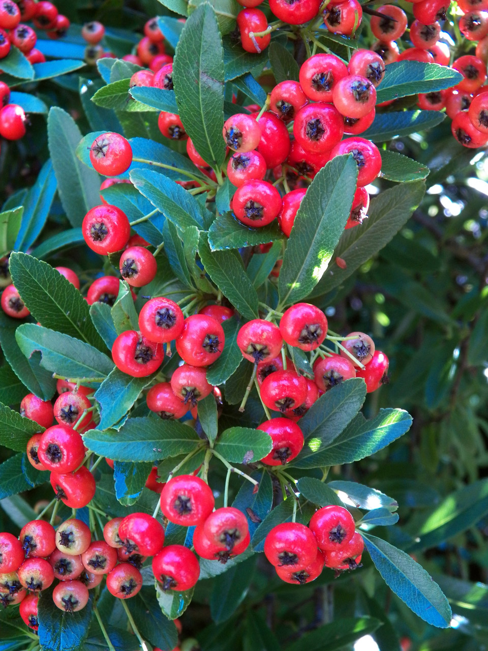 Image of Pyracantha coccinea specimen.