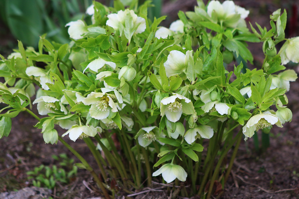 Image of Helleborus caucasicus specimen.