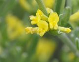 Anthyllis hermanniae