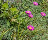 Erigeron venustus