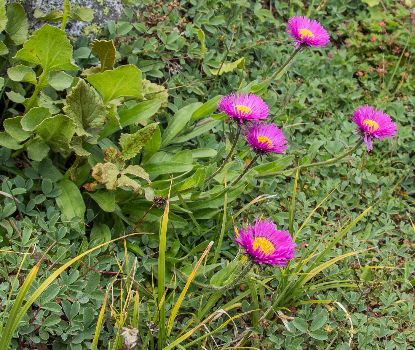 Image of Erigeron venustus specimen.