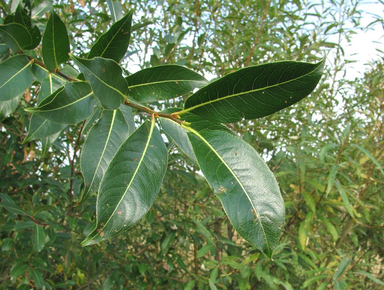 Image of Salix pentandra specimen.