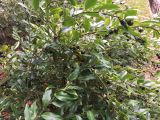 genus Sarcococca