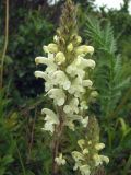 Pedicularis venusta. Соцветие. Магаданская обл., Ольский р-н, Ольское шоссе, разнотравный луг близ дороги. 15.07.2013.