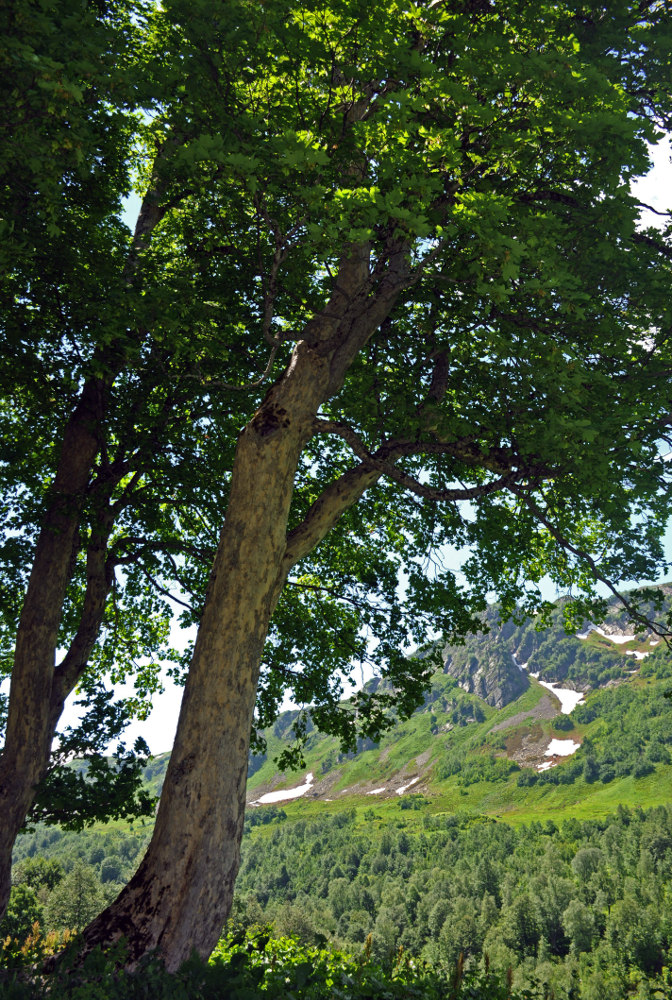 Image of Acer trautvetteri specimen.