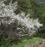 Prunus spinosa. Цветущий куст. Белгородская обл., Борисовский р-н, \"Лес на Ворскле\", опушка дубравы у поймы. 03.05.2010.