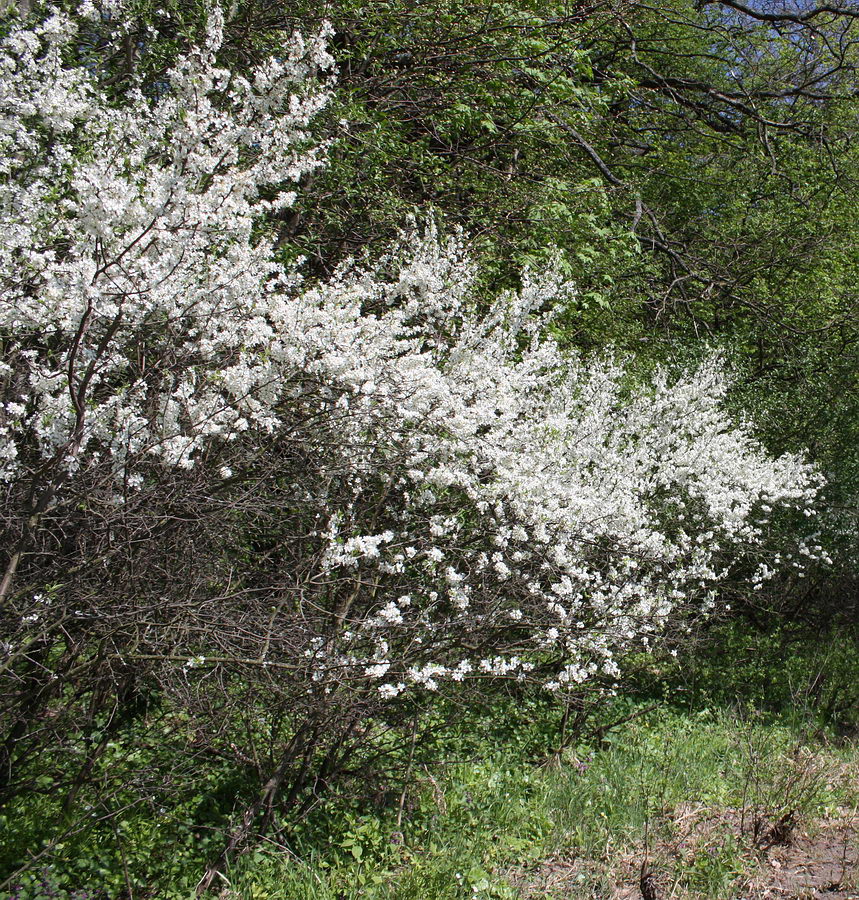 Image of Prunus spinosa specimen.