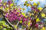 Cercis siliquastrum. Часть ветви с соцветиями и прошлогодними плодами. Грузия, Тбилиси, парк Мтацминда, выс. 795 м н.у.м., в культуре. 13.05.2017.