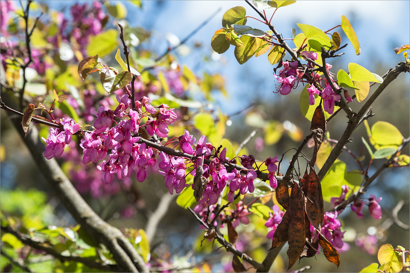 Image of Cercis siliquastrum specimen.