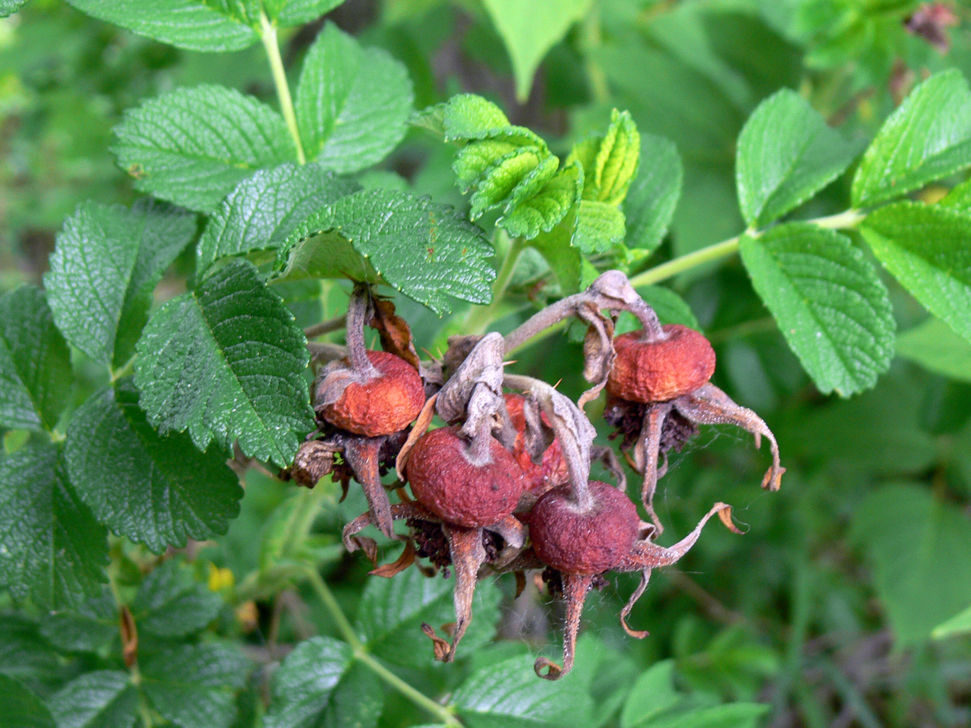 Image of Rosa rugosa specimen.