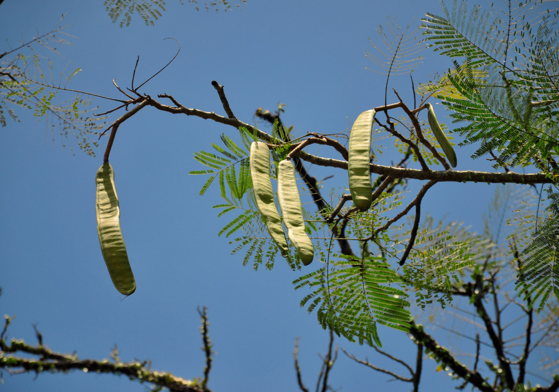 Изображение особи Delonix regia.