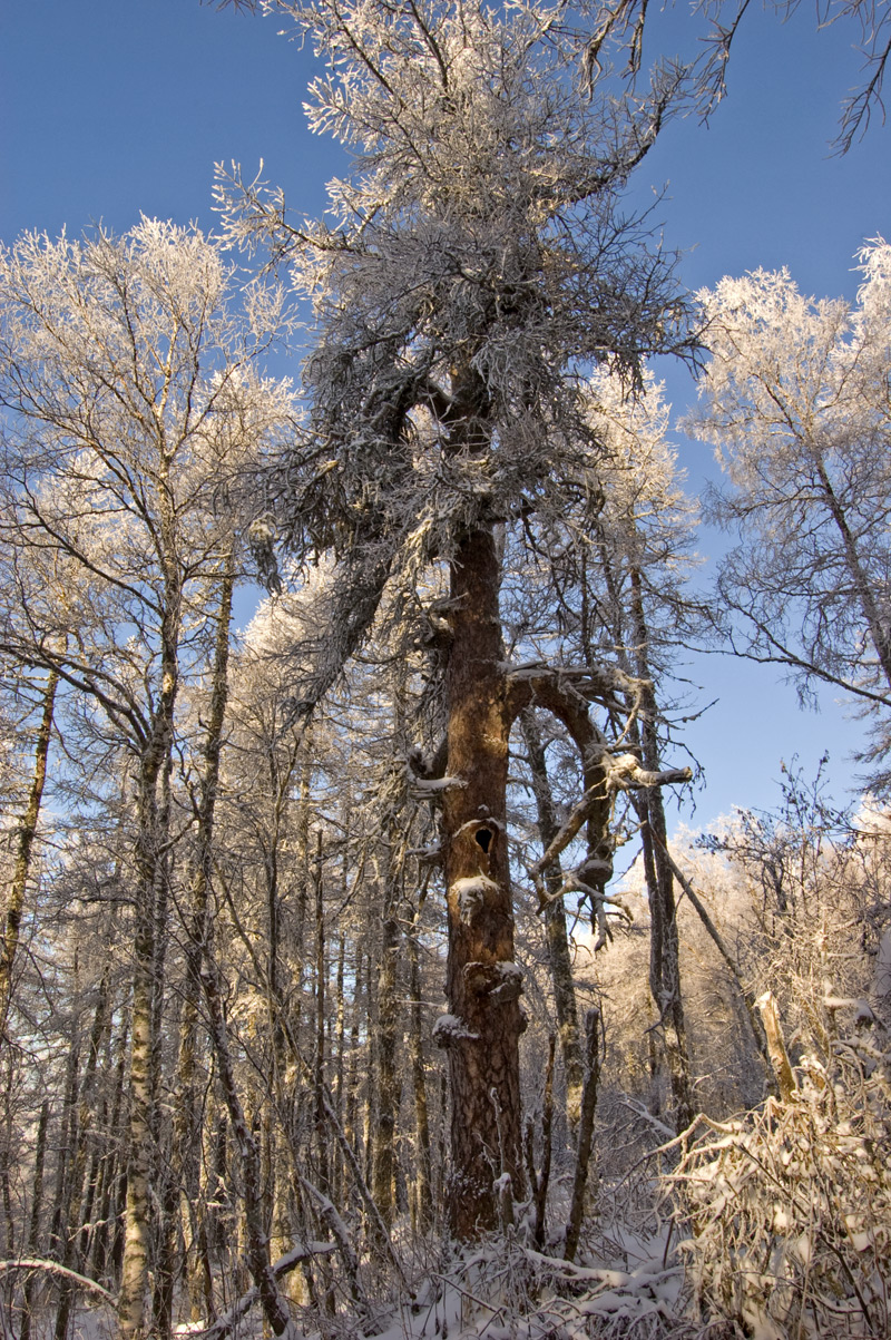 Изображение особи Larix sukaczewii.