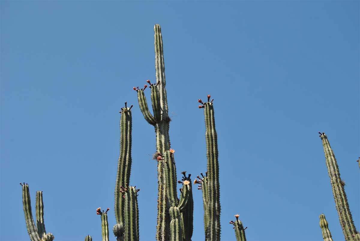 Image of Stenocereus griseus specimen.