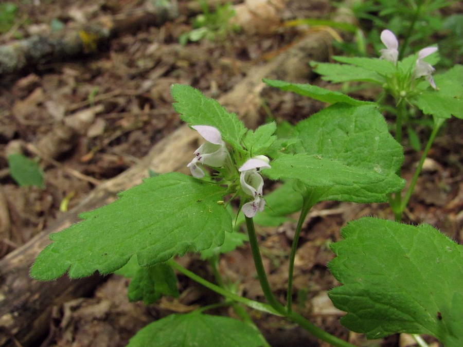 Image of Lamium purpureum specimen.