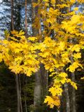 Acer platanoides