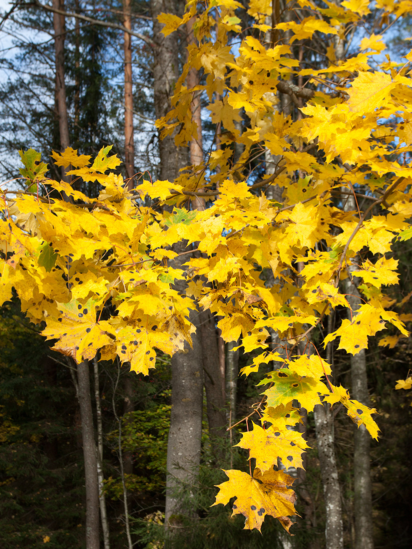 Image of Acer platanoides specimen.