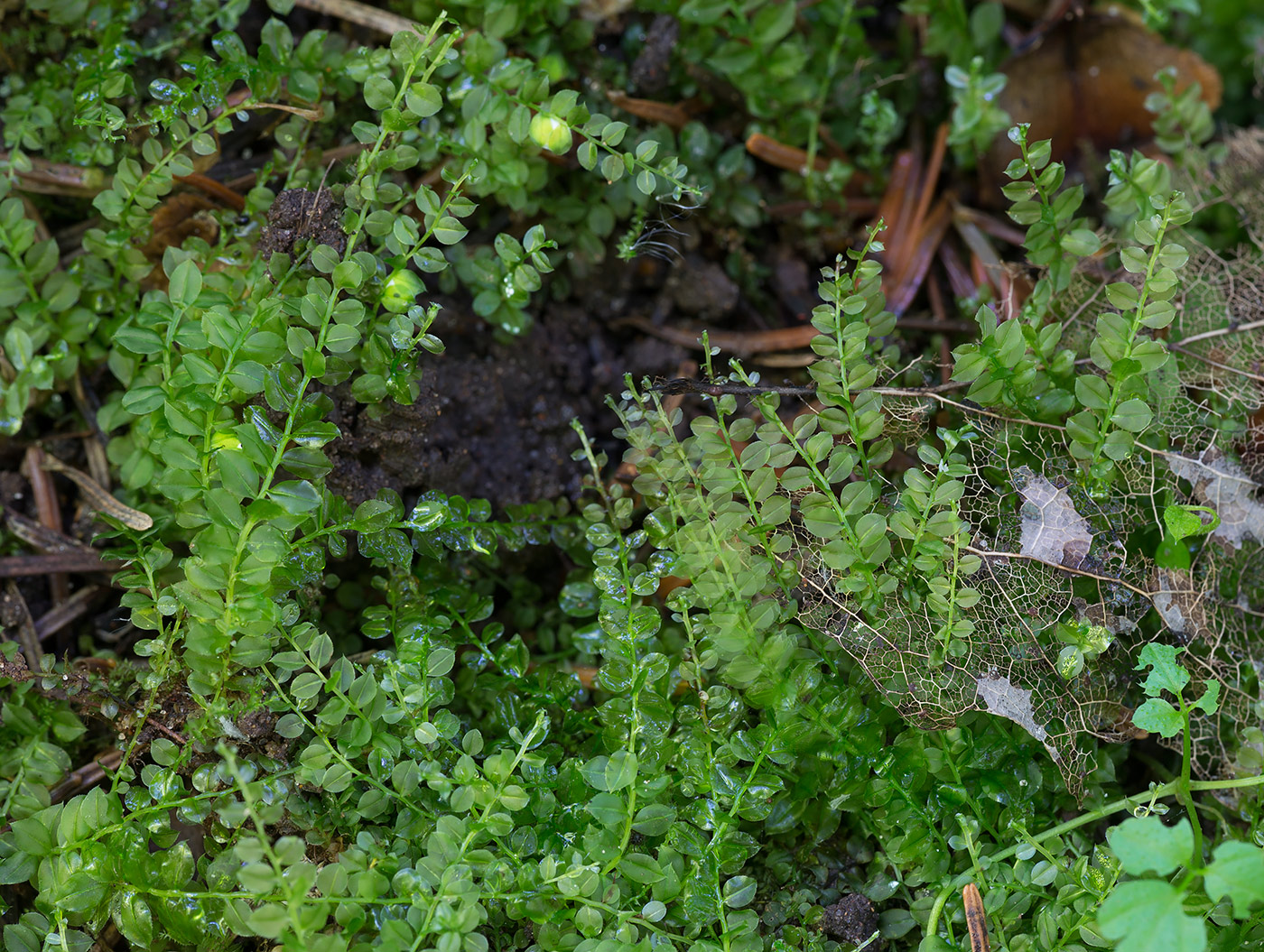 Image of Plagiomnium cuspidatum specimen.