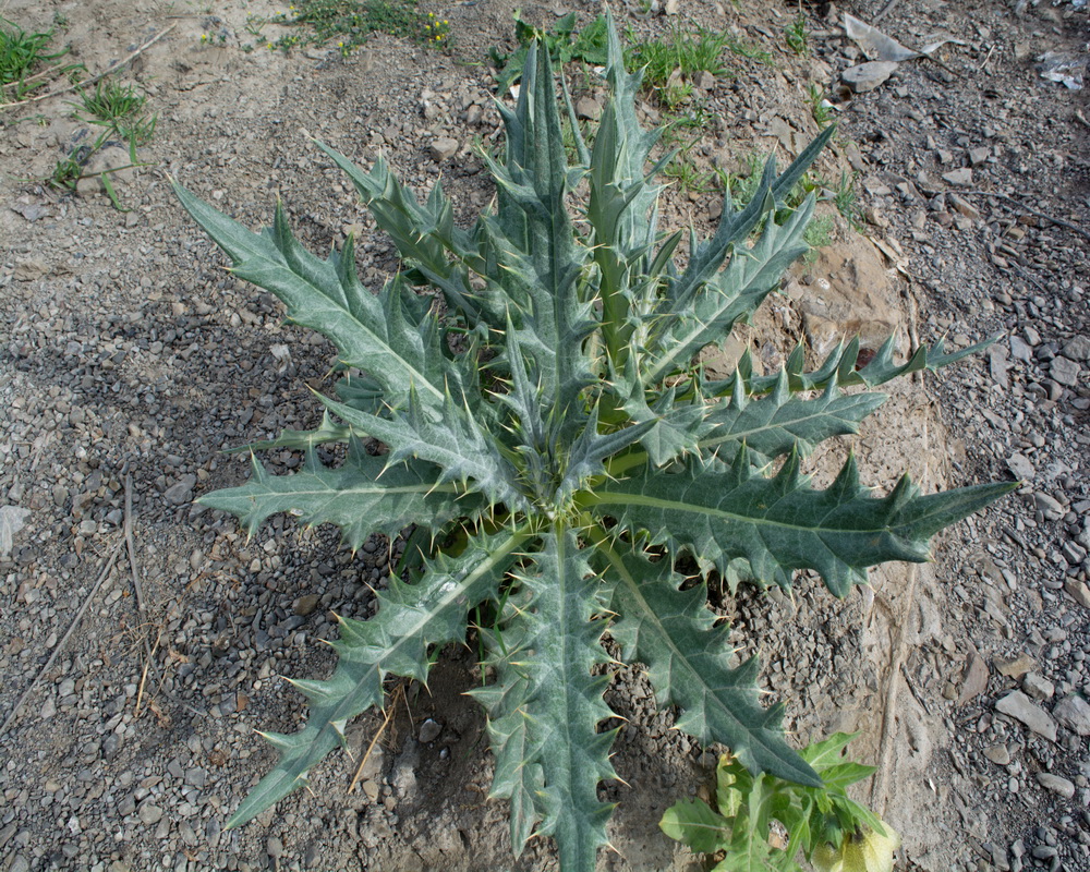 Изображение особи род Cirsium.