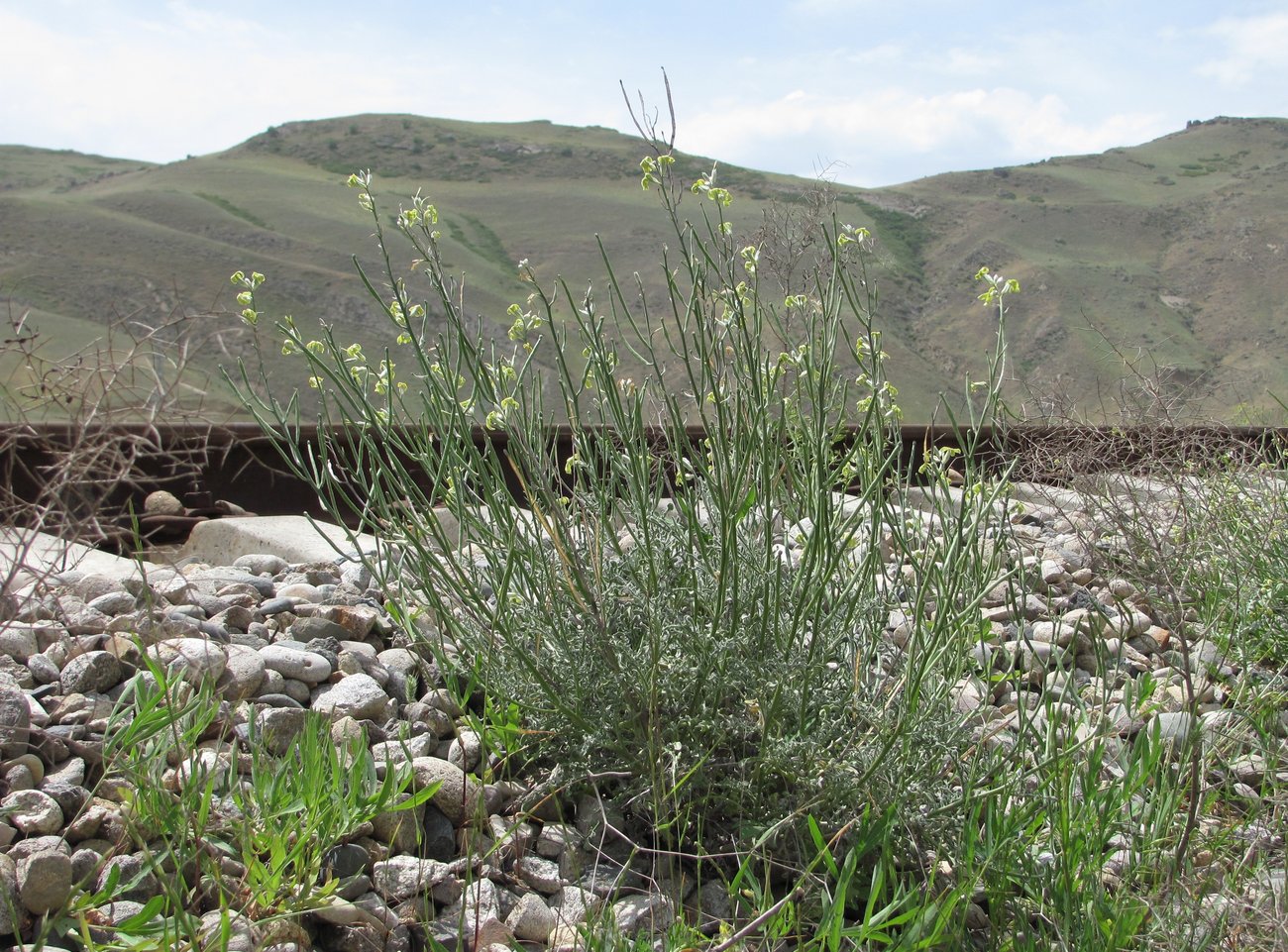 Image of Matthiola odoratissima specimen.