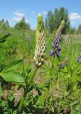 Lupinus polyphyllus