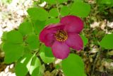 Paeonia caucasica. Цветок с сидящей пчелой. Республика Адыгея, бассейн р. Белая, бассейн р. Руфабго, левый борт долины руч. Бачурина. 28.04.2018.