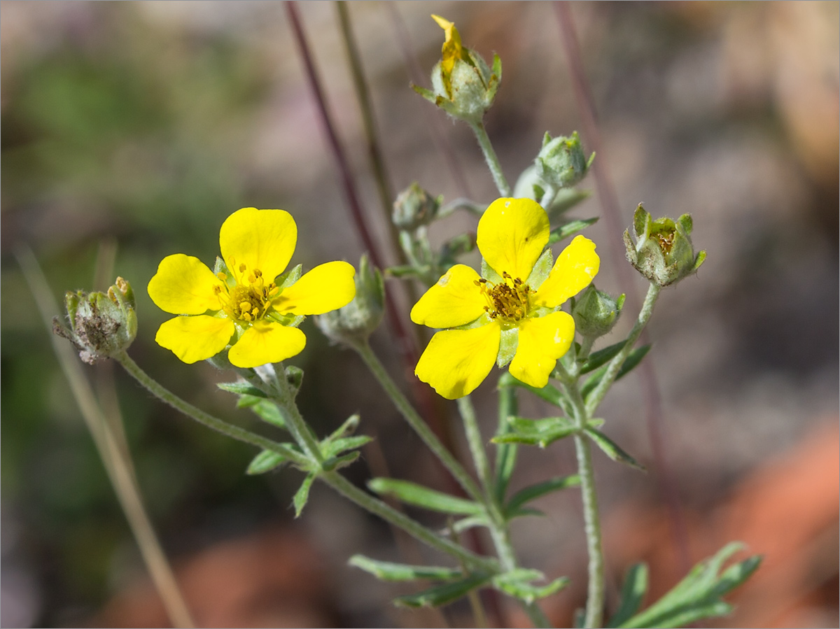 Изображение особи Potentilla argentea.