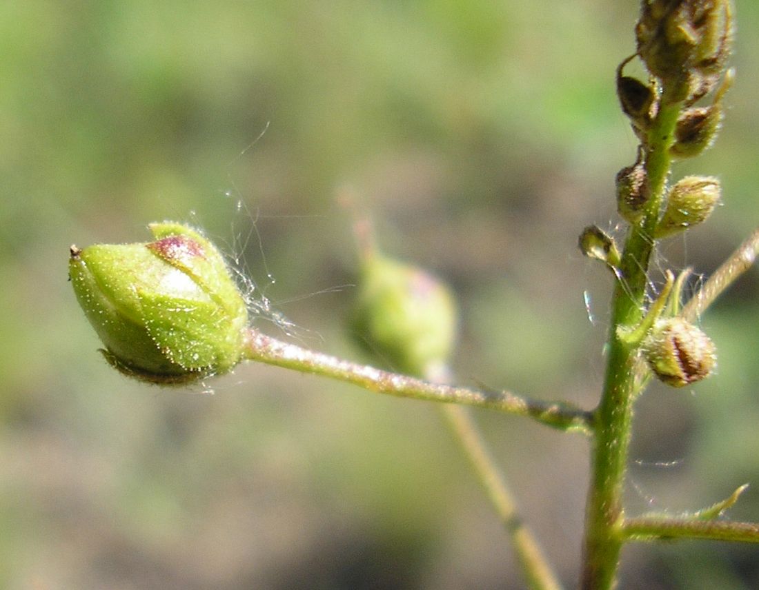 Image of Verbascum phoeniceum specimen.