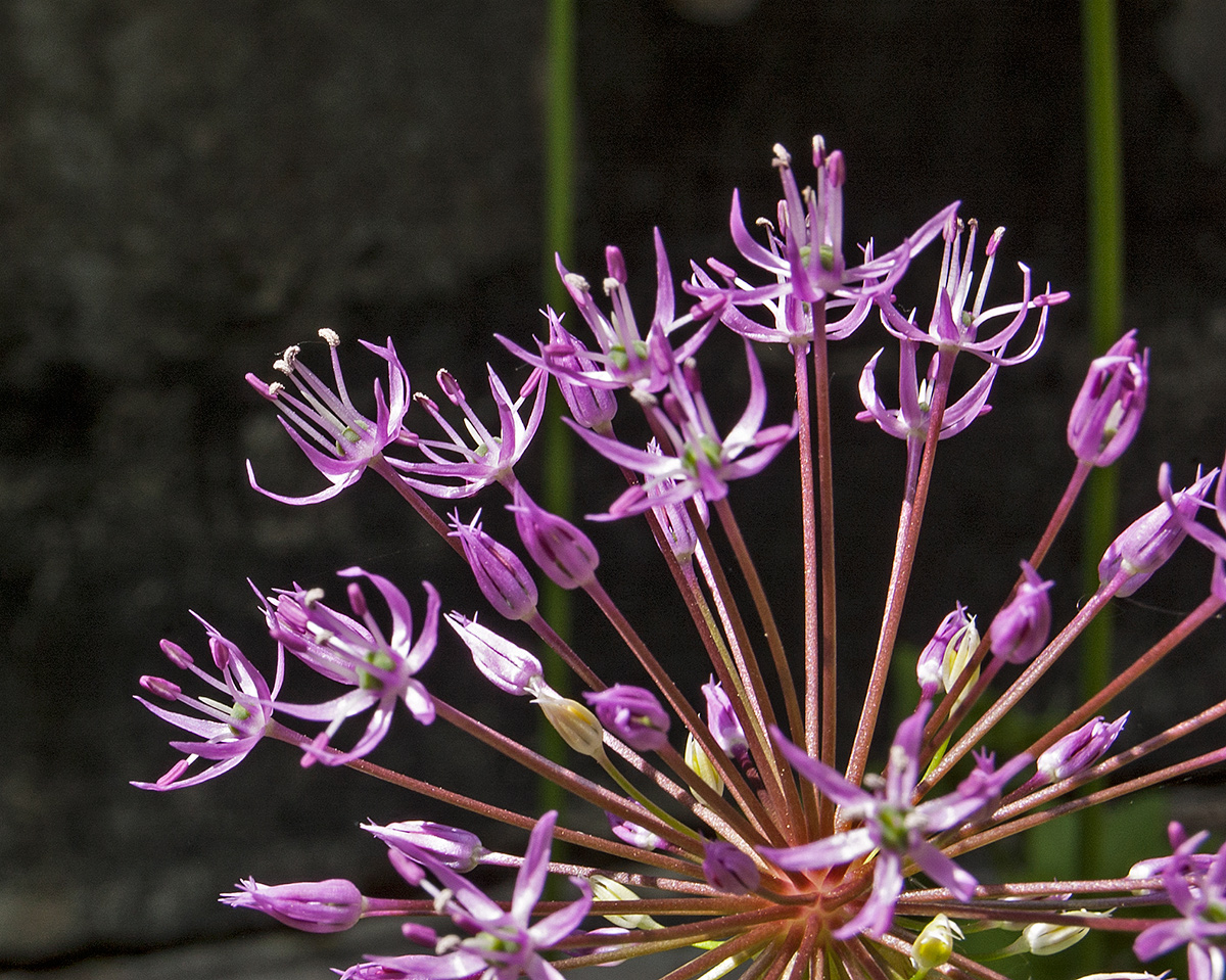 Изображение особи Allium rosenorum.