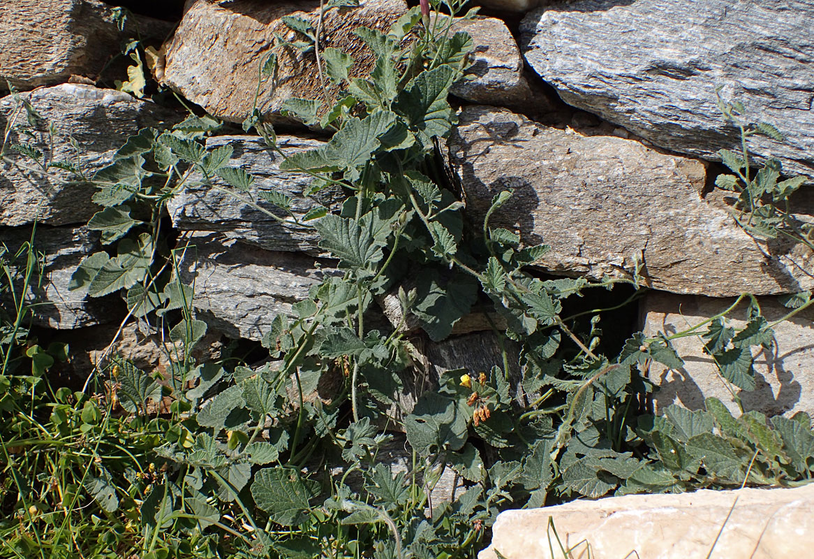 Image of Convolvulus althaeoides specimen.