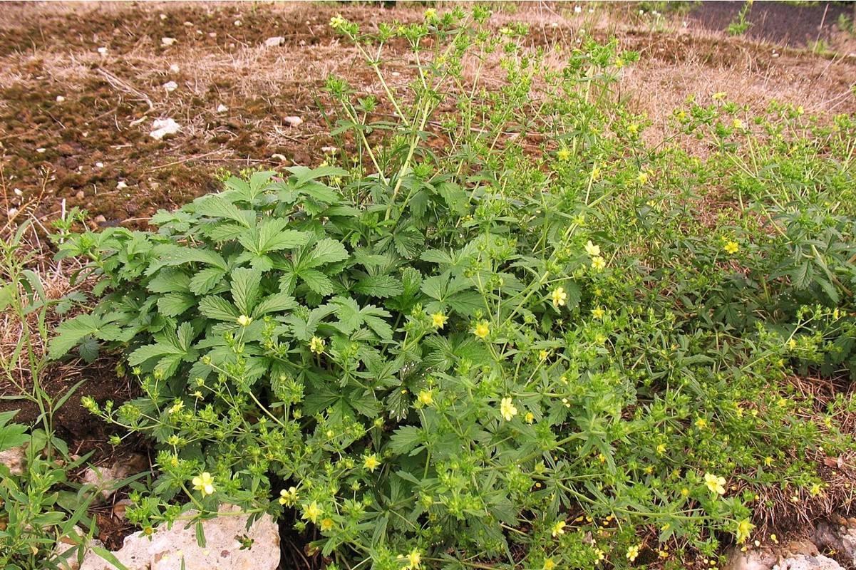 Image of Potentilla intermedia specimen.