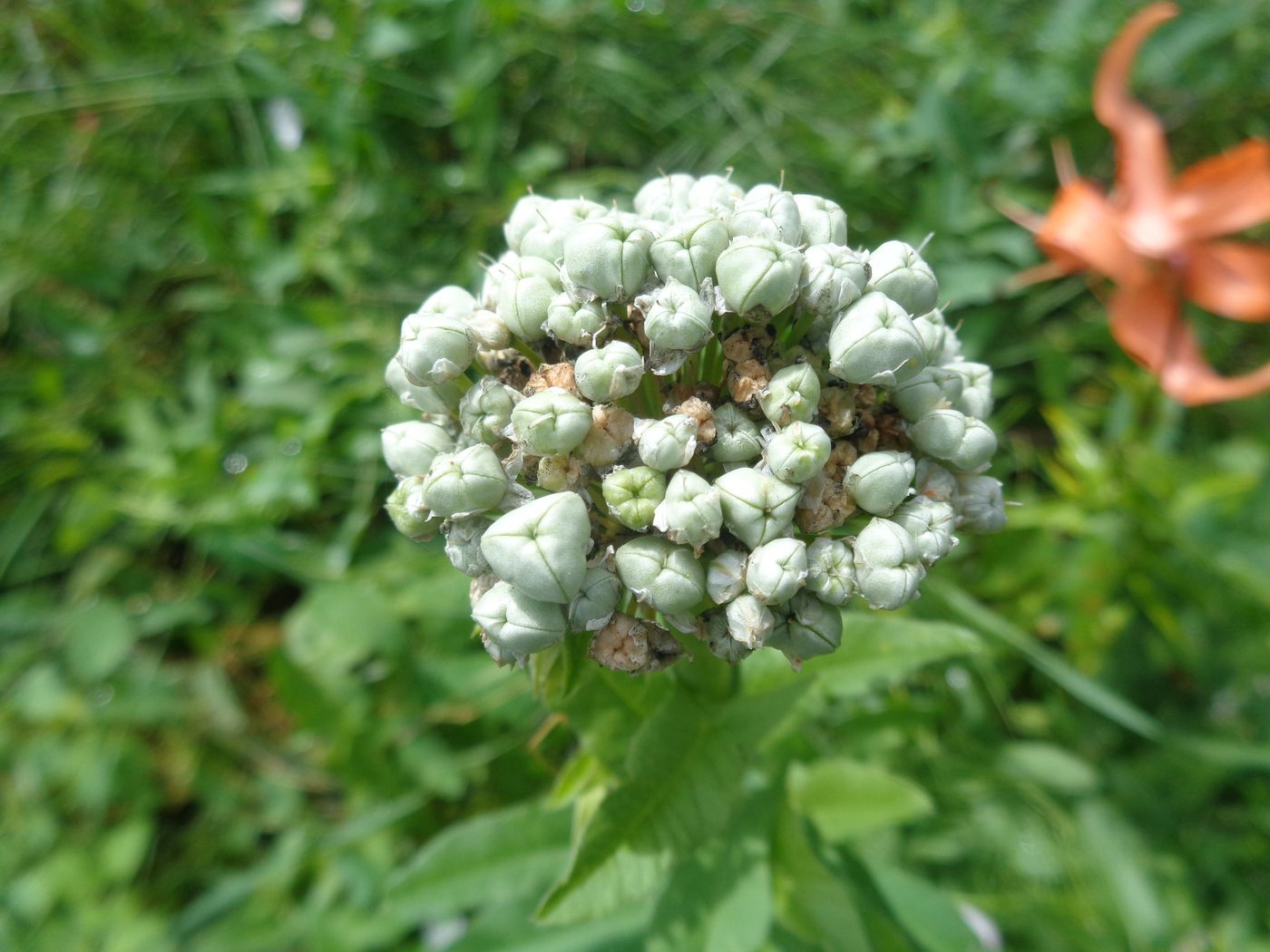 Image of Allium ascalonicum specimen.