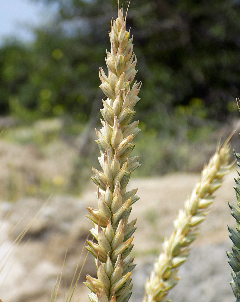 Изображение особи Triticum aestivum.