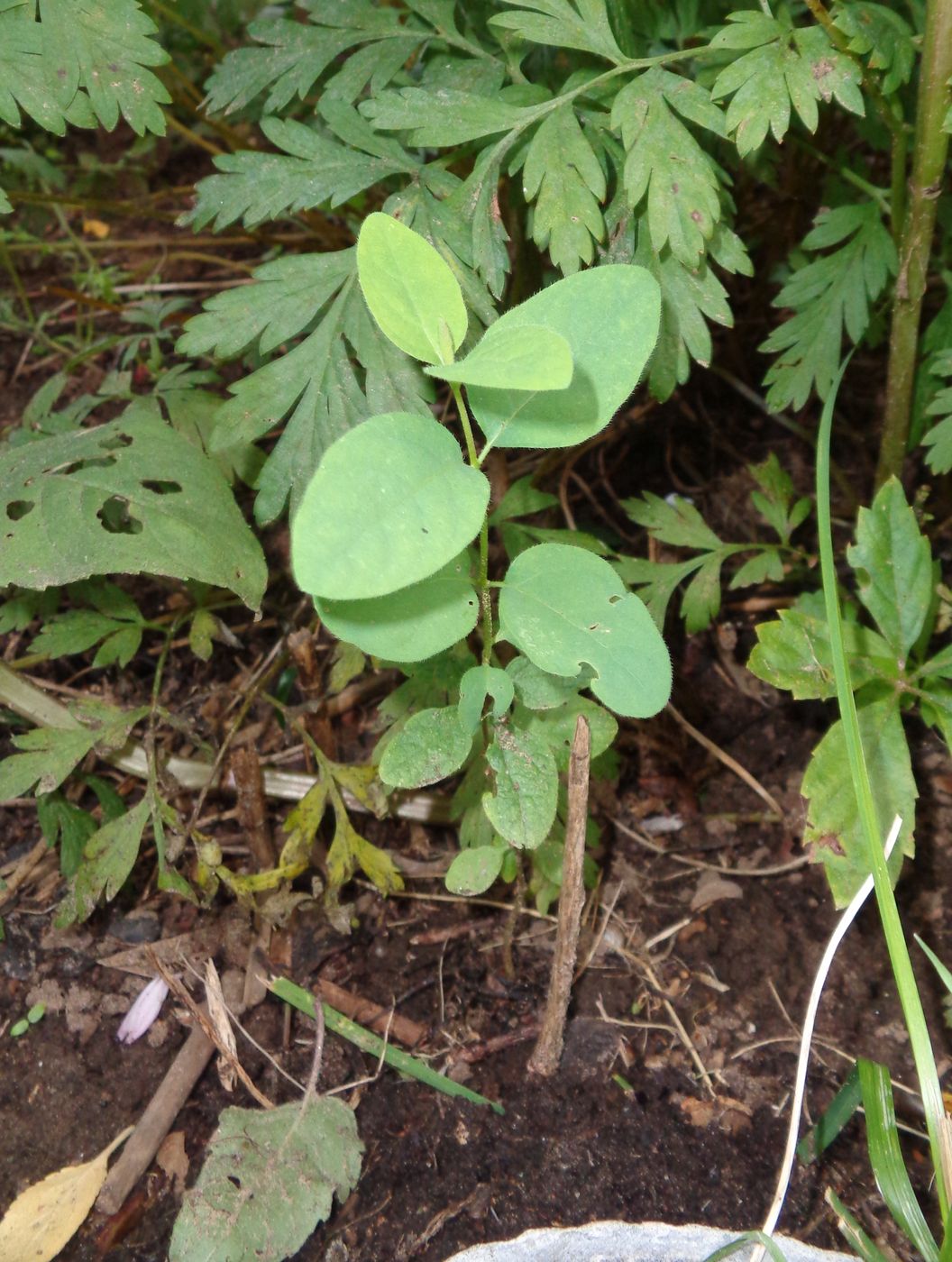 Image of Lonicera tatarica specimen.