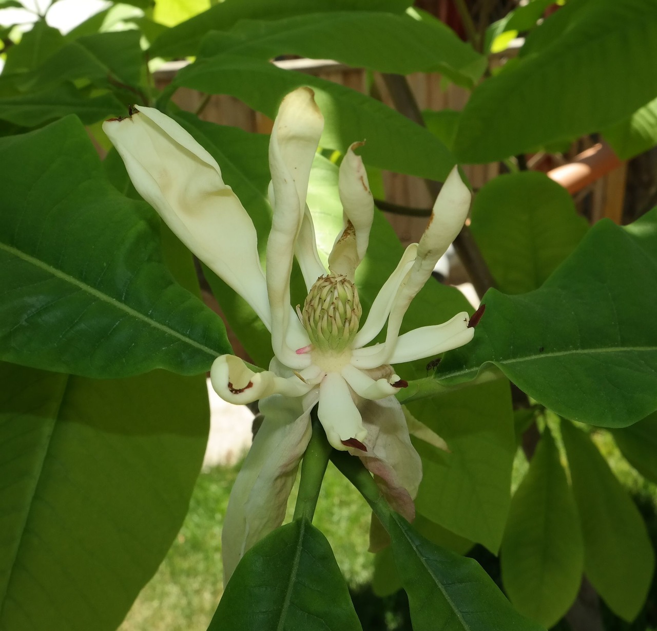 Image of Magnolia tripetala specimen.