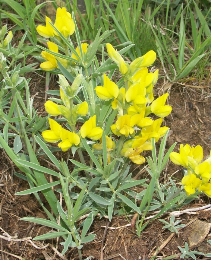Изображение особи Thermopsis mongolica.