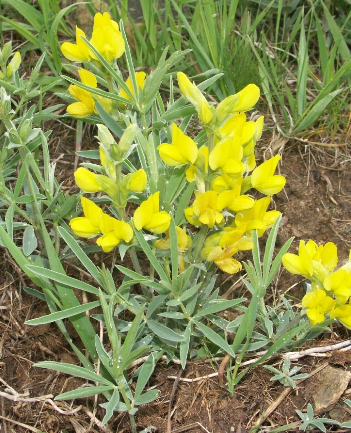 Image of Thermopsis mongolica specimen.