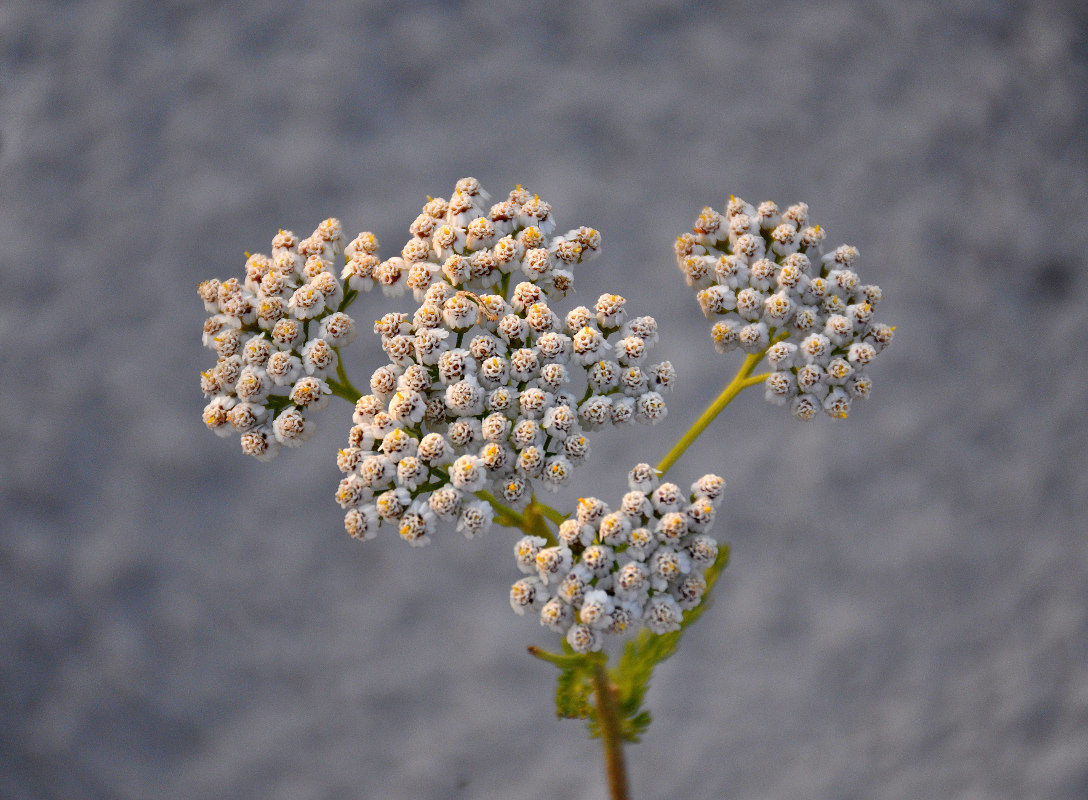 Изображение особи Achillea millefolium.