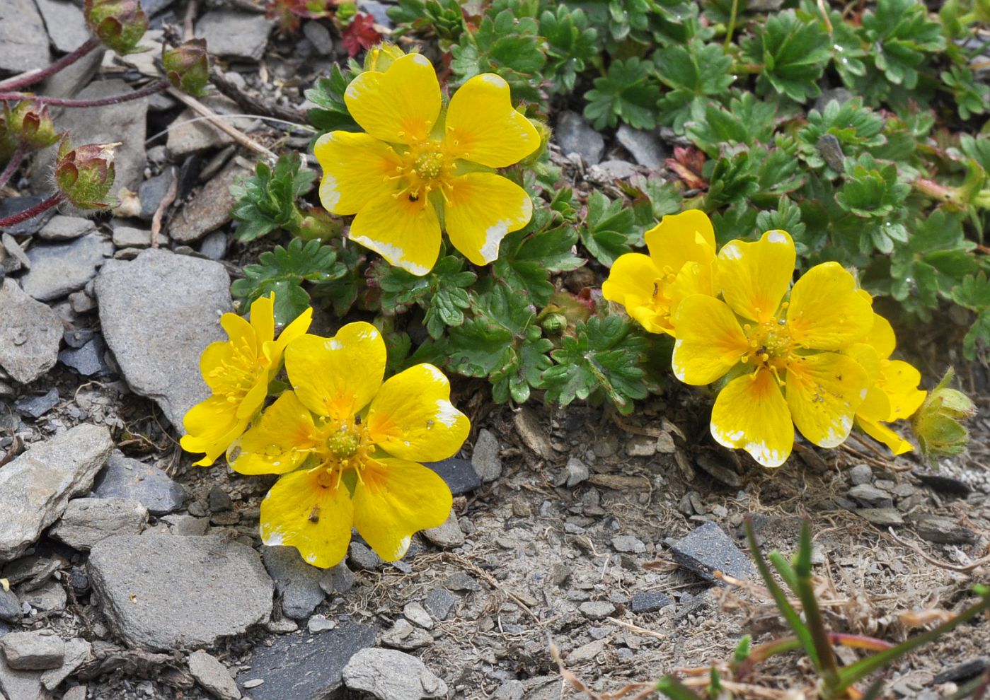 Изображение особи Potentilla gelida.