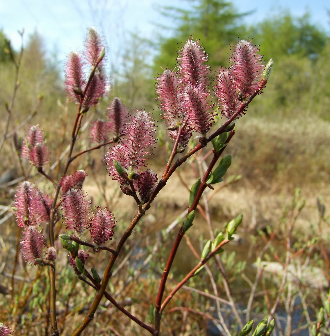 Изображение особи Salix saxatilis.