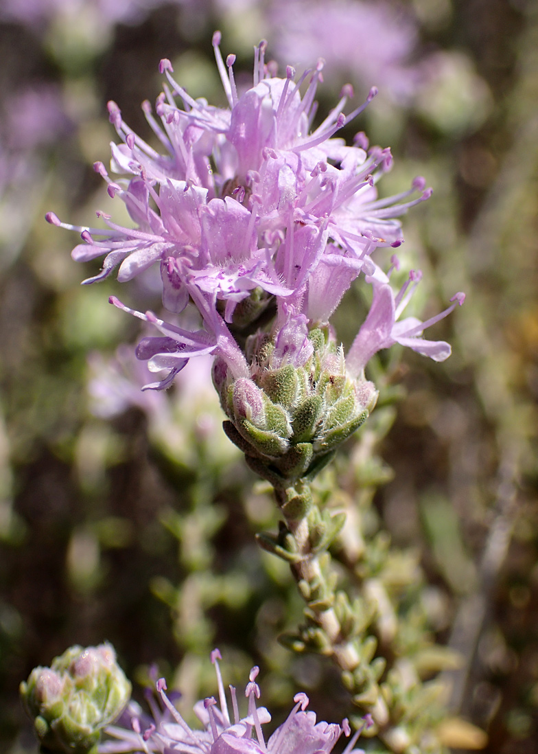 Image of Thymbra capitata specimen.