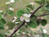 Cotoneaster nummularius. Часть ветви с цветком. Дагестан, Кумторкалинский р-н, долина р. Шураозень, склон горы. 06.05.2018.