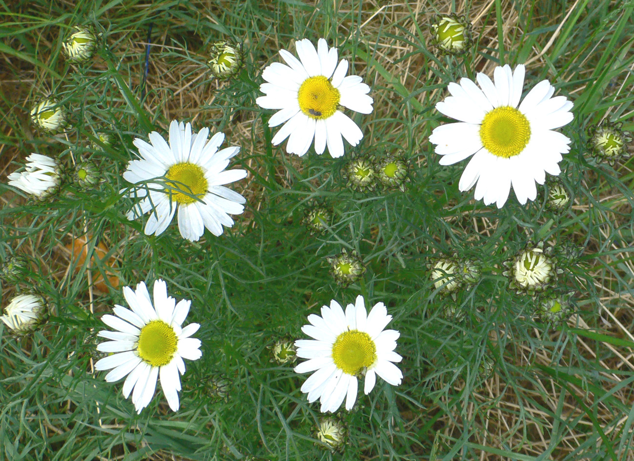 Image of genus Tripleurospermum specimen.