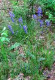 Salvia pratensis. Цветущее растение в дубовом лесу. Украина, Черкасская обл., Каневский р-н, Региональный ландшафтный парк \"Трахтемиров\". 4 июня 2008 г.