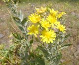 Scorzonera latifolia