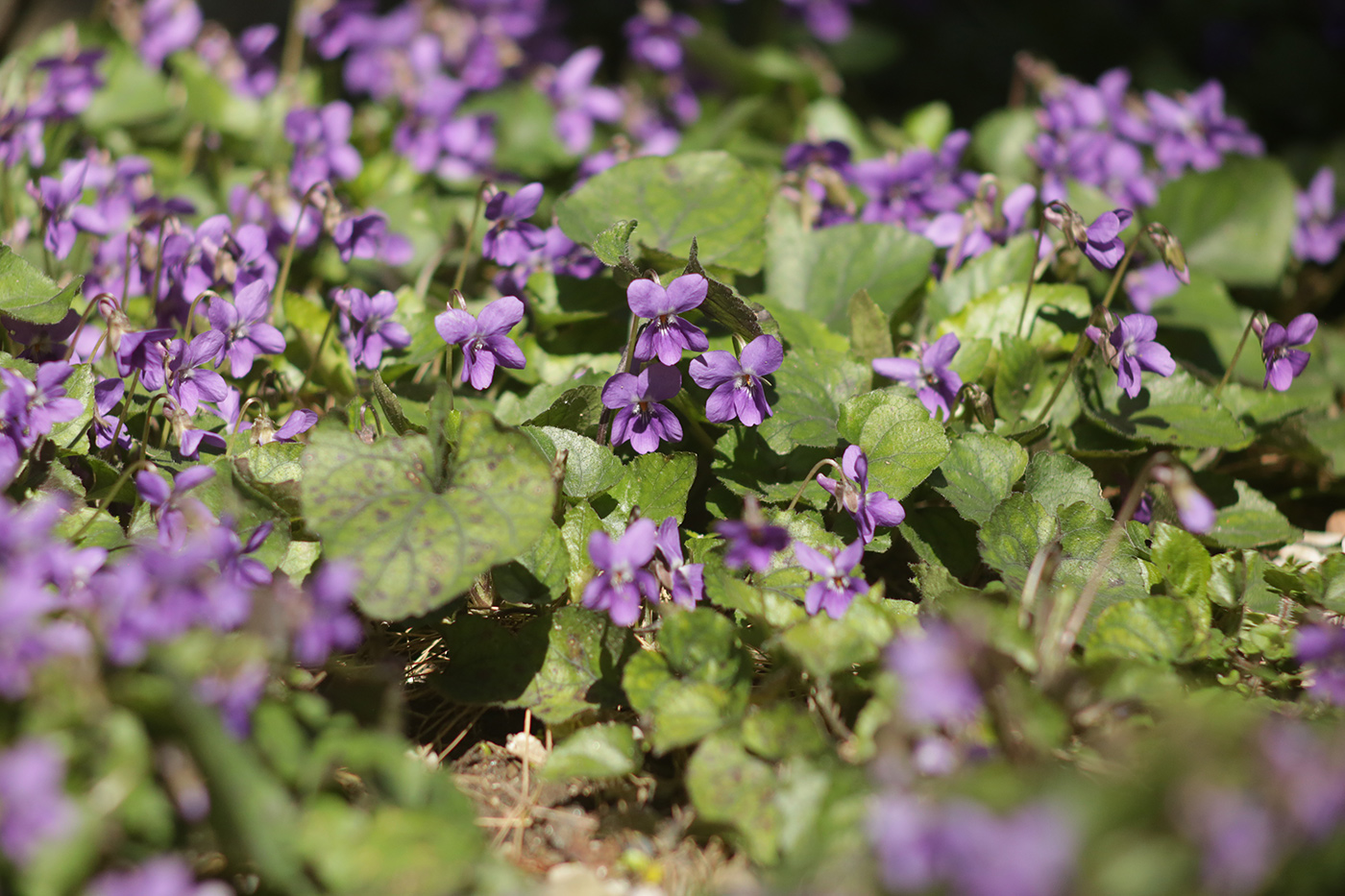 Image of genus Viola specimen.