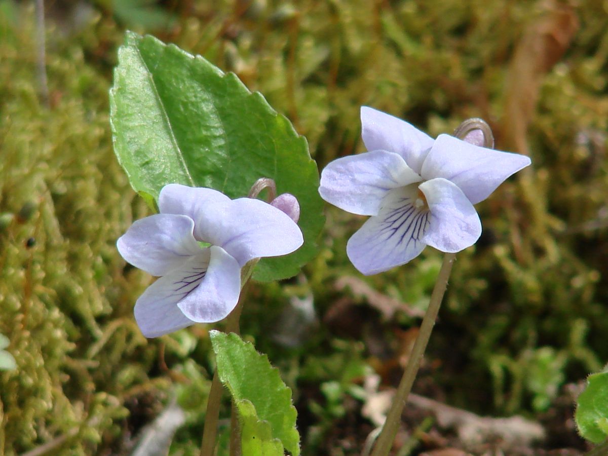 Image of Viola selkirkii specimen.