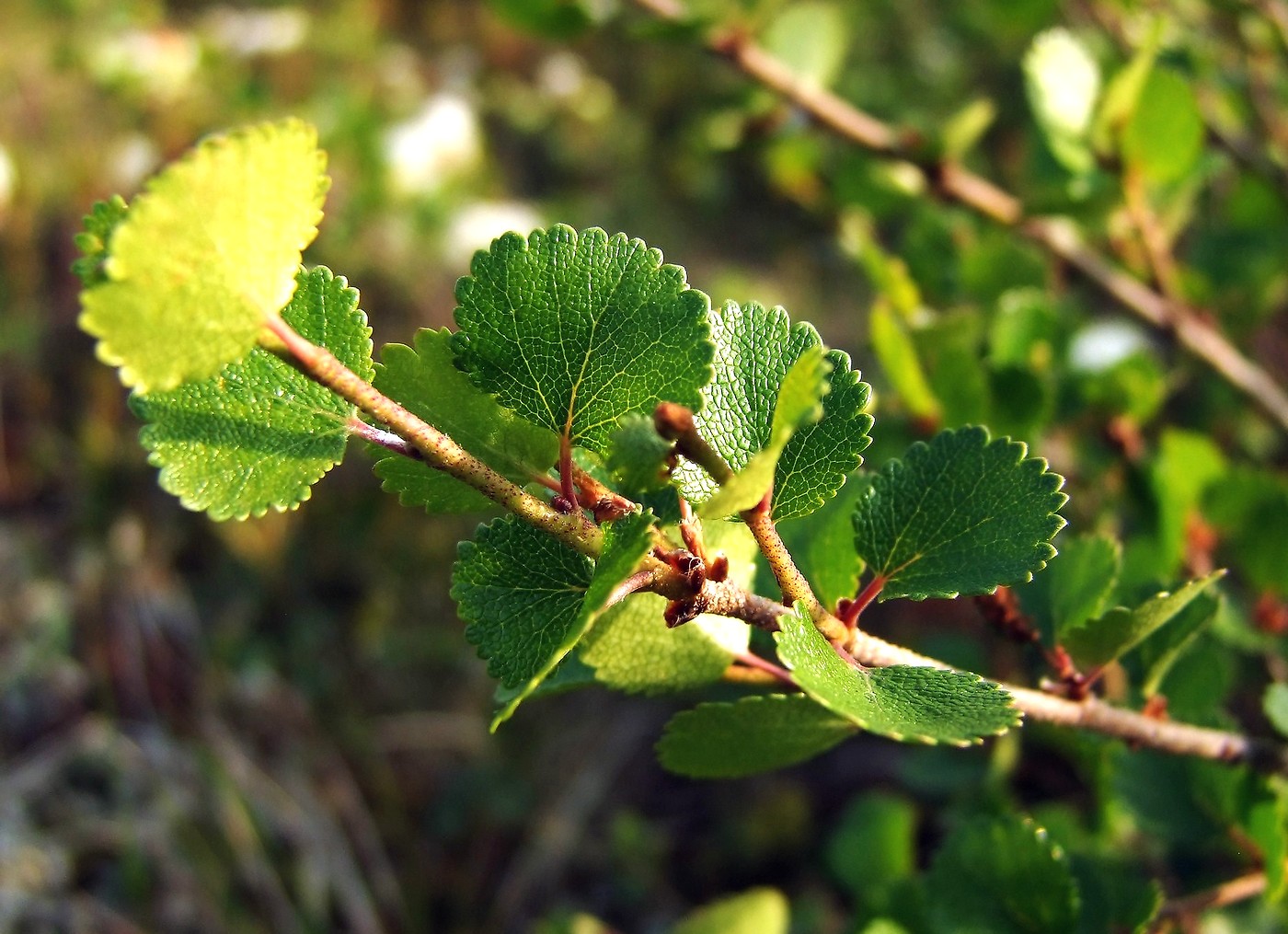 Image of Betula exilis specimen.